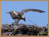 Sea Eagle Chicks for Dec 09 in Leeman